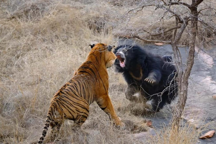 Canter Safari: Skip-the-line Entry Ranthambore Tiger Reserve - Value check: what the $27 covers, and what you need to budget separately