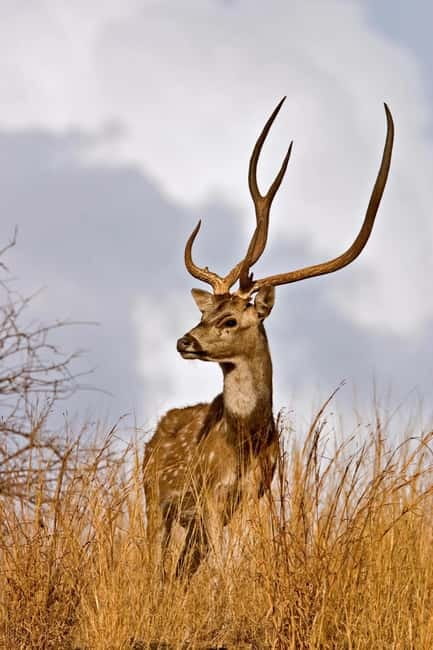 Canter Safari: Skip-the-line Entry Ranthambore Tiger Reserve - Timing and comfort: early, late, and weather reality