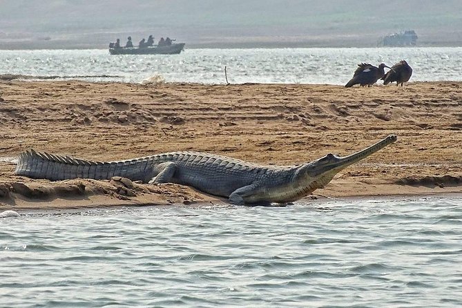 Chambal River Safari - Why the Chambal River safari is a smart antidote to Agra overload