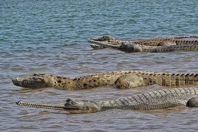 Chambal River Safari - Transport reality from Agra: plan the taxi, not the fantasy