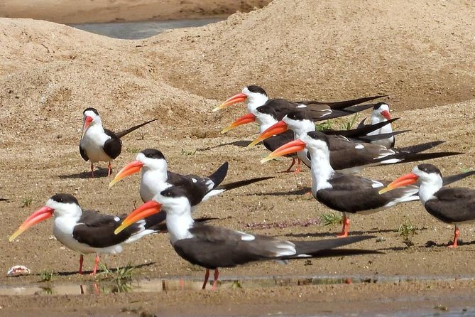 Chambal River Safari - A 5-hour plan that actually works for a half-day window