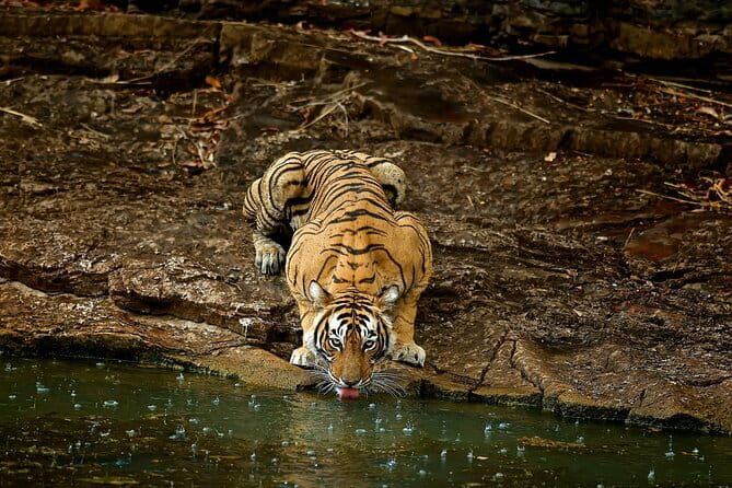 Day Trip from Jaipur to Ranthambore Safari - From Jaipur to Ranthambore: the day’s rhythm