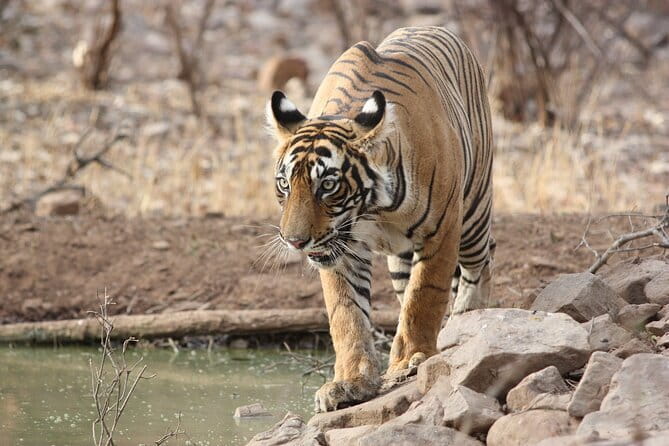 Day Trip from Jaipur to Ranthambore Safari - The day’s “two rides” you should plan for