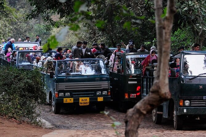Day Trip from Jaipur to Ranthambore Safari - How tiger sightings actually work (and what the roster system means)