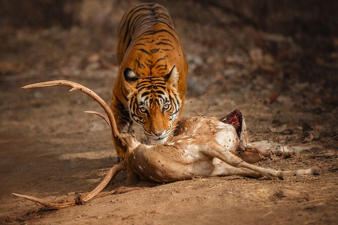 Day Trip to Ranthambore Tiger Reserve from Jaipur - Key points before you go