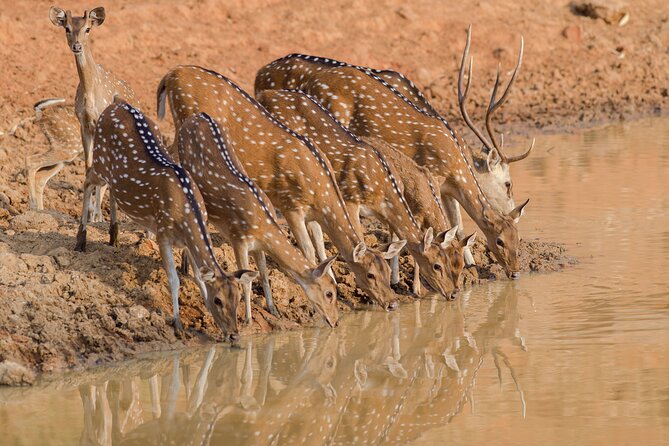 Day Trip to Ranthambore Tiger Reserve from Jaipur - Why Ranthambore Is a Dream Wildlife Day from Jaipur