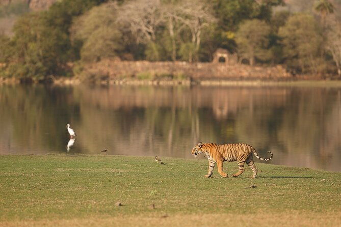 Day Trip to Ranthambore Tiger Reserve from Jaipur - Safari Basics: Jeep vs Canter, and How to Choose