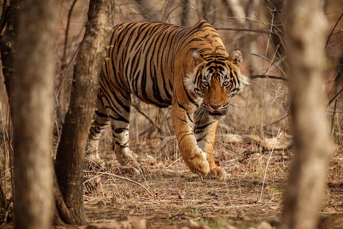 Day Trip to Ranthambore Tiger Reserve from Jaipur - Ranthambore Fort: The UNESCO Stop That Balances the Day
