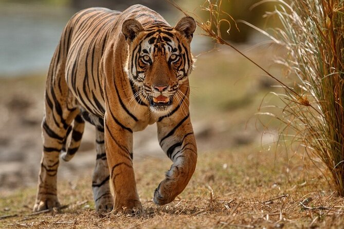 Day Trip to Ranthambore Tiger Reserve from Jaipur - Price and What You Really Get for $90.78
