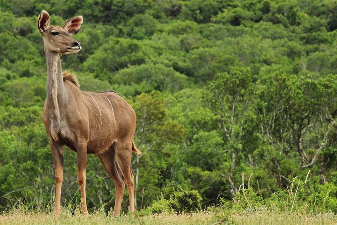 Day Trip to Ranthambore Tiger Reserve from Jaipur - Practical Stuff That Makes the Day Smoother