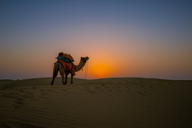 Dazzling Half Day Tour of Camel & Desert Safari with Sunset - Jeep pickup and drop-off: making Jaisalmer feel easier
