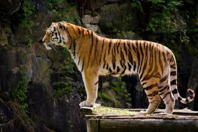 Delhi Agra Jaipur Tour with Ranthambore Wildlife Safari