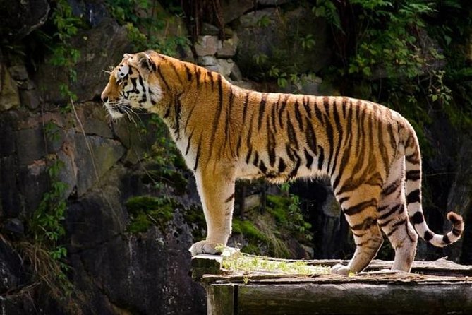 Delhi Agra Jaipur Tour with Ranthambore Wildlife Safari - Delhi sights, packed into a half-day that still feels organized