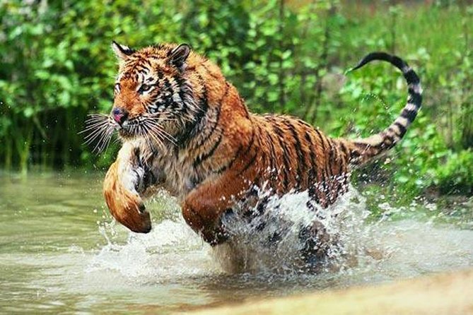 Delhi to Ranthambore Daily Tiger Safari Tour - Key highlights in plain English