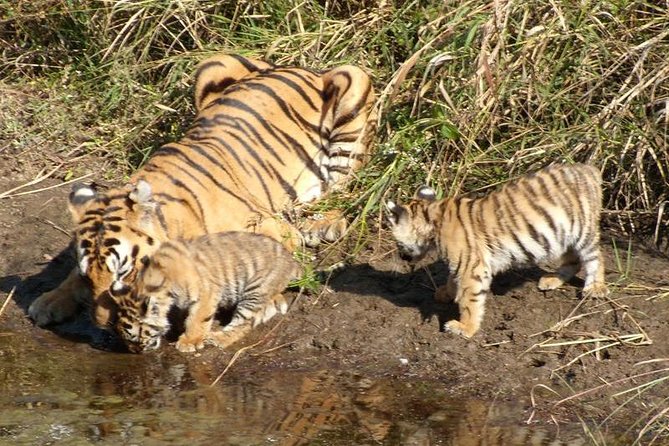 Delhi to Ranthambore Daily Tiger Safari Tour - Is this tour good value at $271.20 per person?