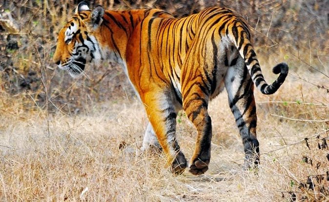 Delhi to Ranthambore Daily Tiger Safari Tour - Day 2: Two safari drives in Ranthambore National Park