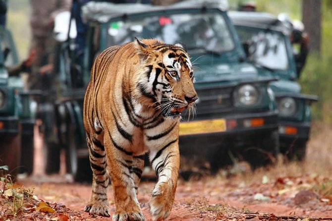 Delhi to Ranthambore Daily Tiger Safari Tour - Day 3: An early safari, then back to Delhi