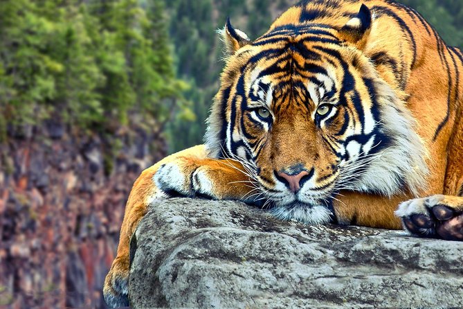 Delhi to Ranthambore Daily Tiger Safari Tour - Day 1: Delhi pickup, long drive, and Ranthambore Fort