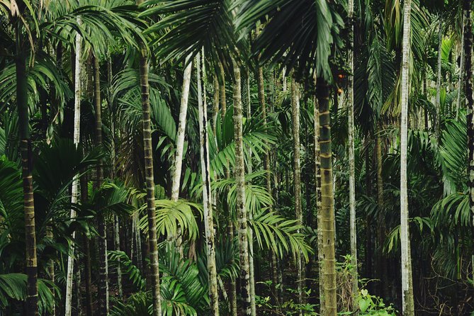 Dudhsagar waterfall wildlife & spice plantation Tour in Goa - Should I book this Dudhsagar Falls and Spice Plantation tour?
