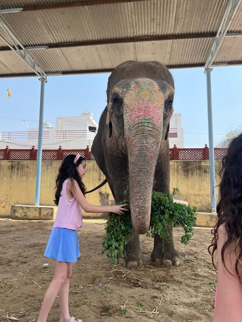 Elefun Best Elephant Sanctuary in Jaipur - Price and value at about $60 per person