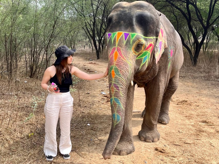 Elefun Best Elephant Sanctuary in Jaipur - Key things to know before you go