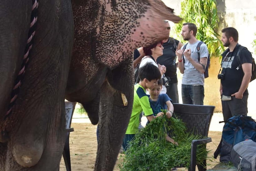 Elefun Best Elephant Sanctuary in Jaipur - Trust building and hand-feeding: where the day gets real