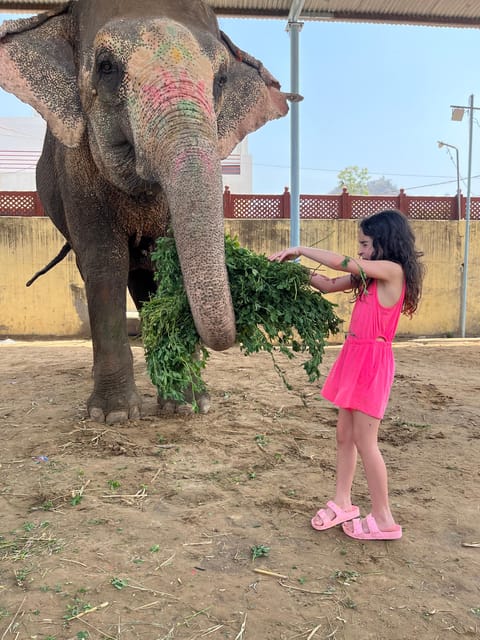 Elefun Best Elephant Sanctuary in Jaipur - Elephant washing and shower: the seasonal reality