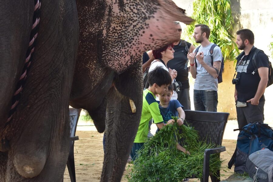 Elefun Best Elephant Sanctuary in Jaipur - Languages and communication, so you actually get the lesson