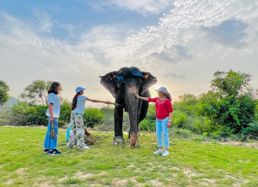 Elephant Sanctuary for Best elephant experience in Jaipur - Why this Jaipur elephant sanctuary trip feels different