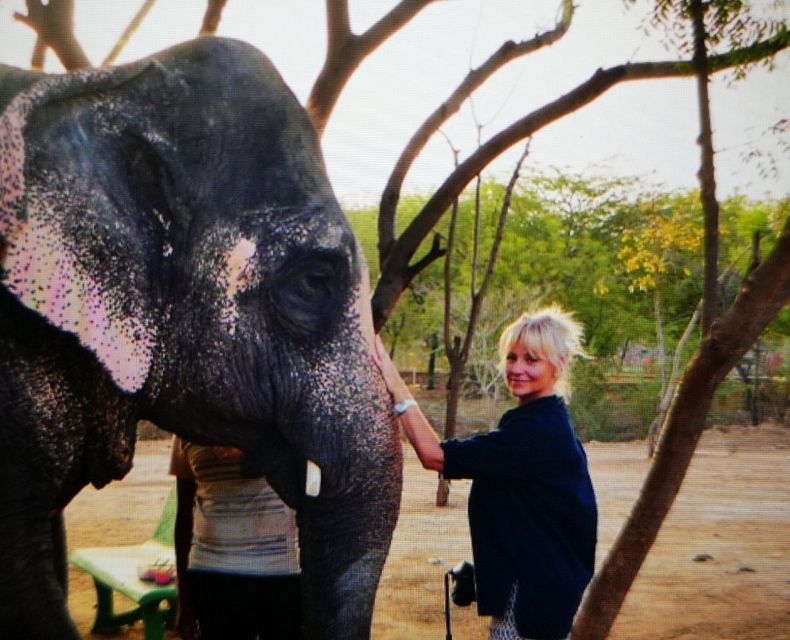 Elephant Sanctuary for Best elephant experience in Jaipur - Price and value: what $62 actually buys you