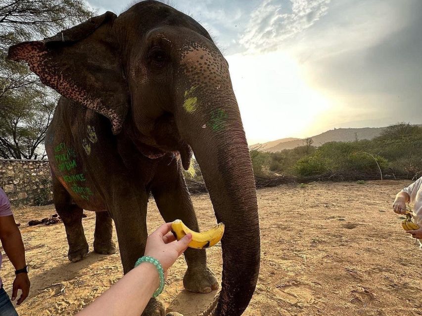 Elephant Sanctuary for Best elephant experience in Jaipur - What to pack for Jaipur sun and a close-contact day