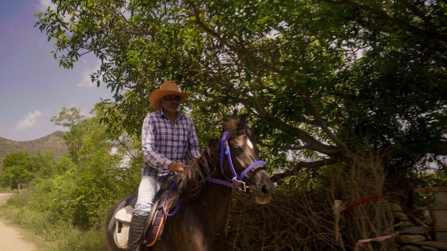 Equestrian Escape: Horse Safari Adventure - Key Highlights to Know Before You Go