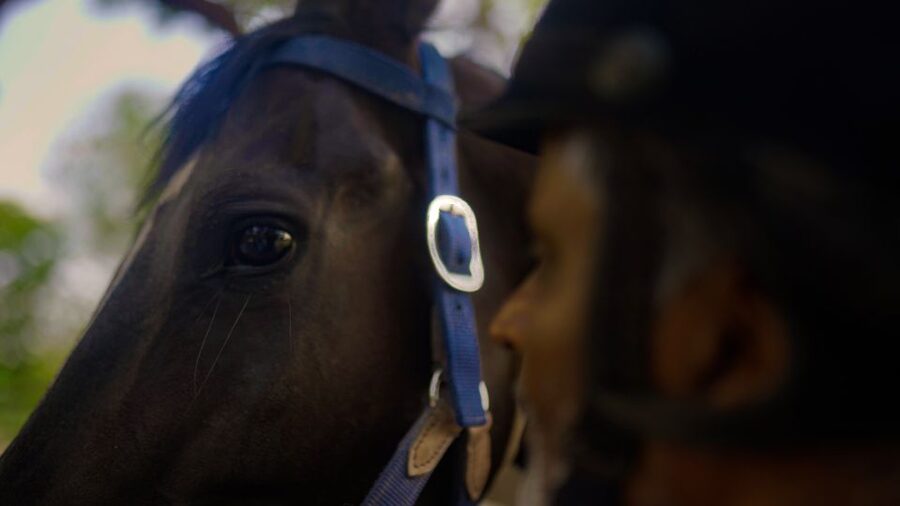 Equestrian Escape: Horse Safari Adventure - Price and Value: What You Really Pay For
