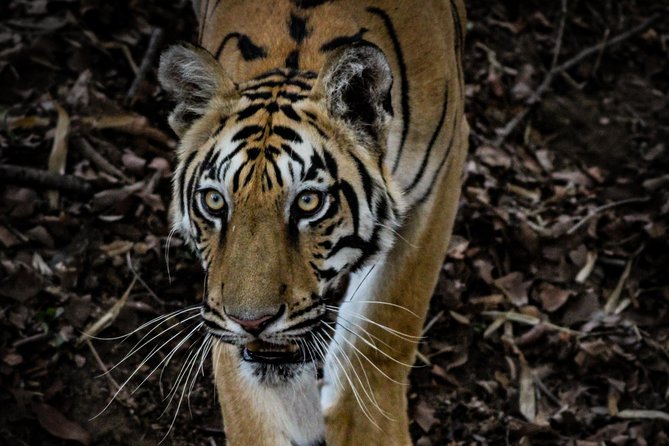 Exclusive Bandhavgarh Tiger Safari - Key Highlights You’ll Actually Care About