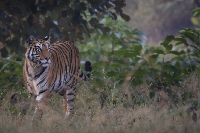 Exclusive Bandhavgarh Tiger Safari - Why Bandhavgarh’s Forest-and-Fort Setting Is So Compelling