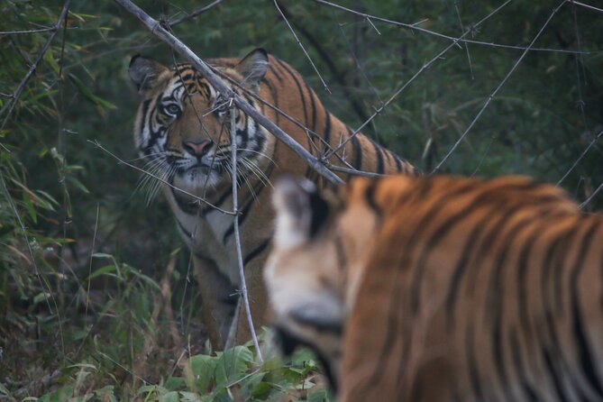 Exclusive Bandhavgarh Tiger Safari - Bamboo and Sal Forest Driving, Plus the Fort Foothills Feel