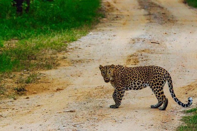 Exclusive Safari at Jhalana Leopard Park Including Transfers - Jaipur to Jhalana: Why This Safari Works for a Half-Day