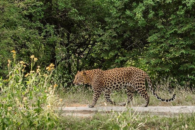 Exclusive Safari at Jhalana Leopard Park Including Transfers - Time on Safari vs Total Tour Time: The 2.5-Hour Reality