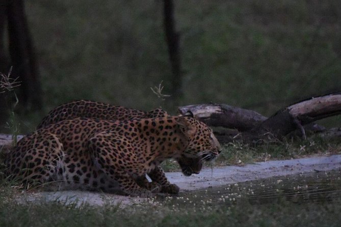 Exclusive Safari at Jhalana Leopard Park Including Transfers - Price and Value: Is $162 Worth It?