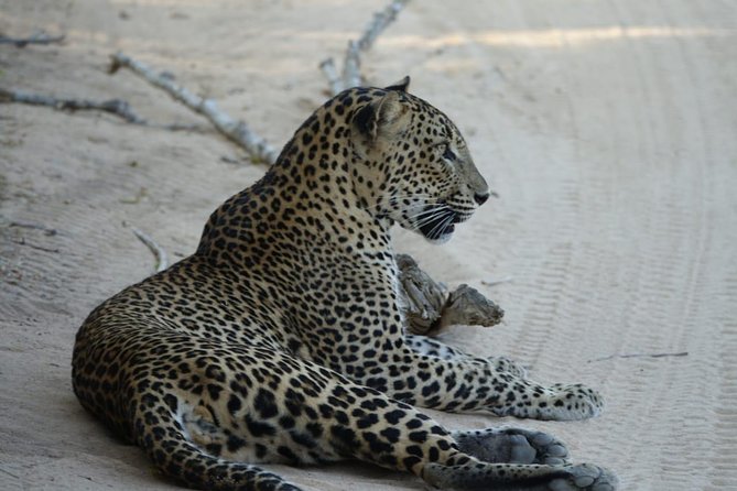 Exclusive Safari at Jhalana Leopard Park Including Transfers - Who Should Book This Safari (And Who Might Skip)