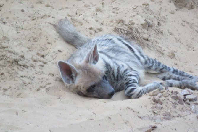 Exclusive Safari at Jhalana Leopard Park Including Transfers - Hotel Pickup in Jaipur: Morning 5am or Afternoon 2pm
