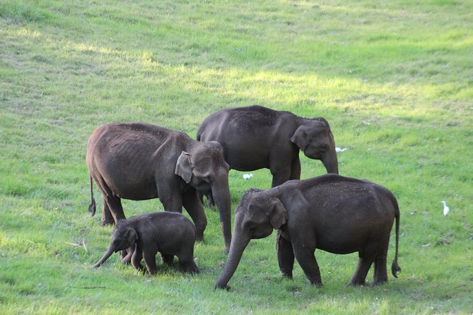 Explore Munnar Day Trip From Cochin ( By Munnar Info) - Getting picked up in comfort, with a driver-guide who sets the tone