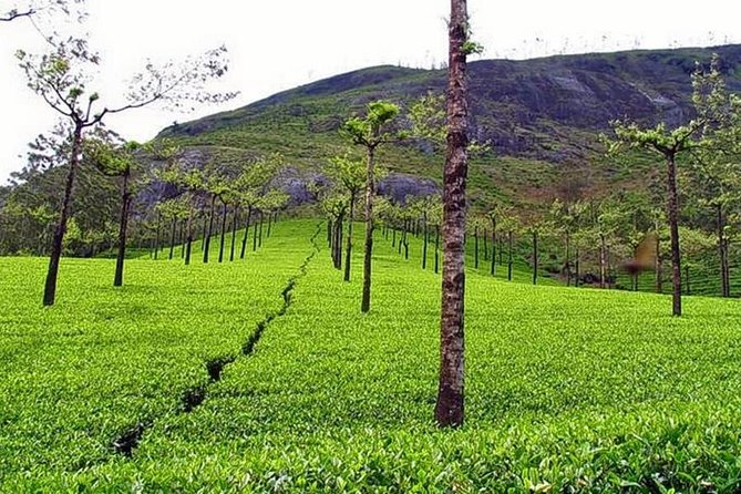 Explore Munnar Day Trip From Cochin ( By Munnar Info) - Fort Kochi Beach at the start: a quick stretch before the climb
