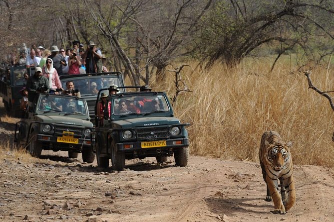 Five Days Golden Triangle Tour with Ranthambore Delhi Agra Jaipur - Ranthambore safari: how to think about tiger time