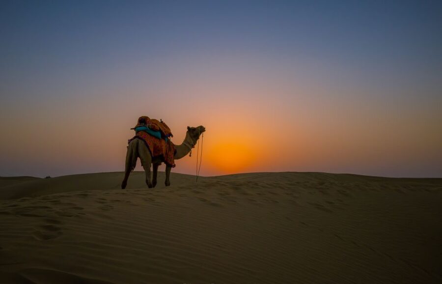 Frenzy Paradise Overnight Thar Desert Camping Tour - Getting into dune country: jeep safari, camel ride, and the art of timing sunset