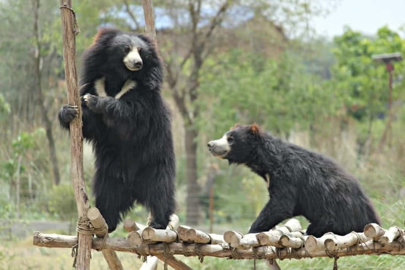 From Agra: SOS Elephant Conservation & Bear Rescue Day Trip - Wildlife SOS elephant conservation: what you’ll see and learn