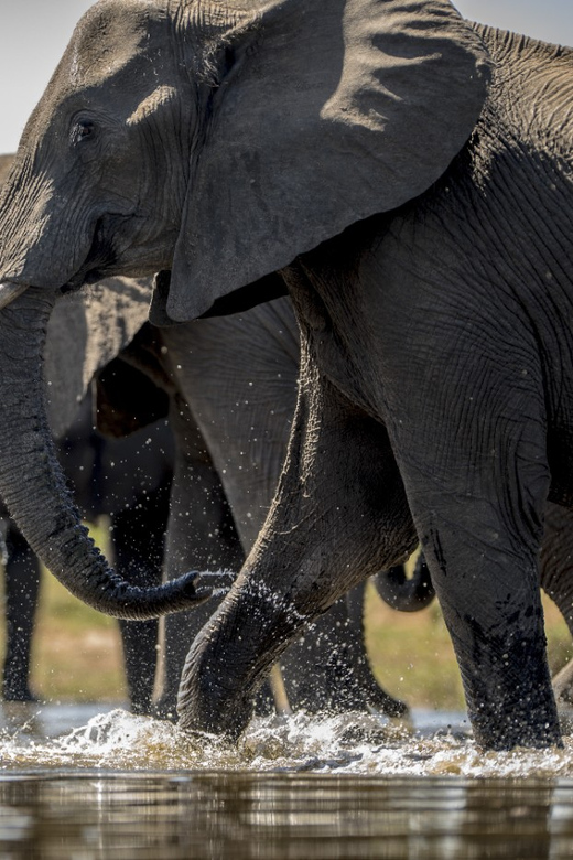 From Agra: Taj Mahal Tour w/ Elephant Conservation - Why This Taj Mahal and Elephant Day Feels Worth Your Time
