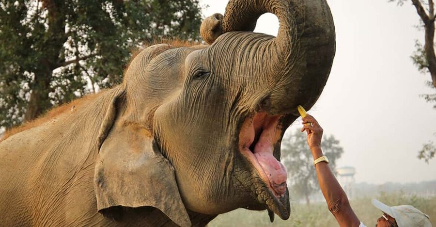 From Agra: Taj Mahal Tour w/ Elephant Conservation - Pickup Windows in Agra: The Real Secret to a Good Taj Morning