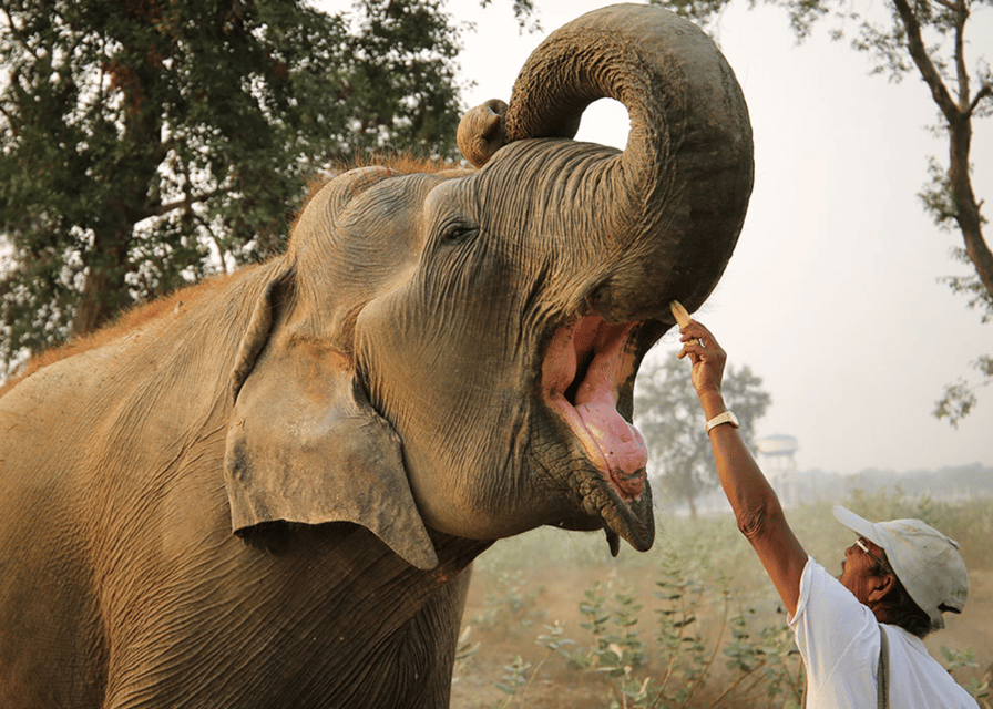 From Agra: Taj Mahal Tour w/ Elephant Conservation - Breakfast or Lunch in Agra: How to Use the Pause