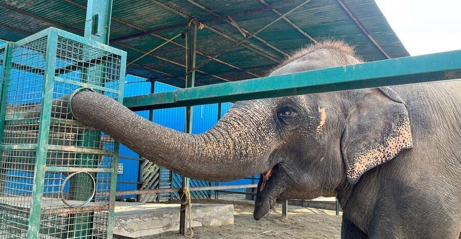 From Agra: Visit to Wildlife SOS Elephant Conservation Trip - Key things to know
